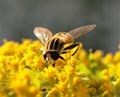 Helophilus trivittatus