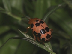 Podontia quatuordecimpunctata