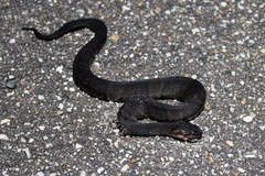 Agkistrodon piscivorus