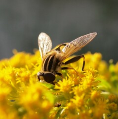 Helophilus trivittatus