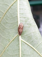 Cercopoidea