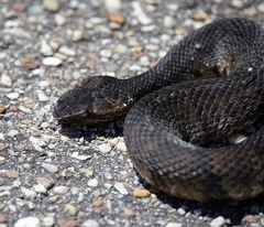 Agkistrodon piscivorus