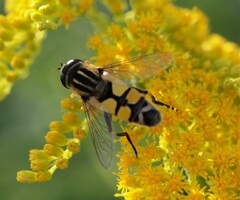Helophilus trivittatus