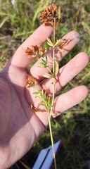 Trifolium lupinaster