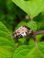 Protaetia aurichalcea