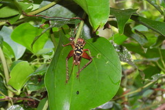 Cardiodactylus guttulus