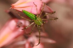 Peucetia viridans