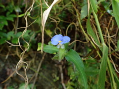 Commelina auriculata