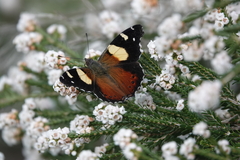 Vanessa itea