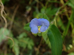 Commelina auriculata