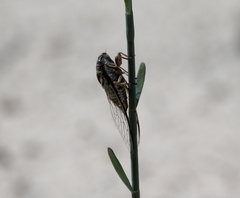 Diceroprocta viridifascia