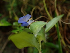 Commelina auriculata