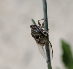 Diceroprocta viridifascia