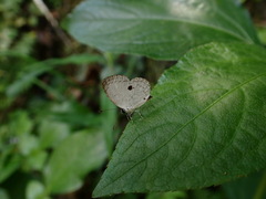 Neopithecops zalmora