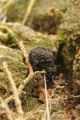 Strobilomyces