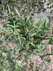 Colletia
