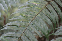 Gymnosphaera podophylla