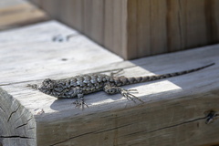 Sceloporus undulatus