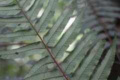 Gymnosphaera podophylla