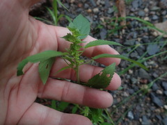 Acalypha