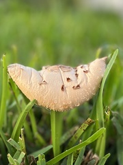 Agaricaceae