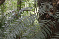 Gymnosphaera podophylla