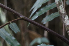 Gymnosphaera podophylla