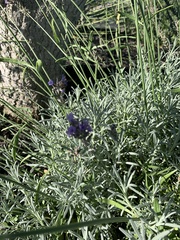 Lavandula