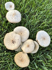 Agaricaceae