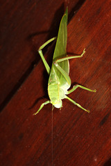 Steirodon