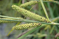 Carex acutiformis