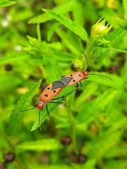 Dysdercus cingulatus