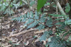 Dryopteris polita
