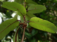 Cryptolepis sinensis