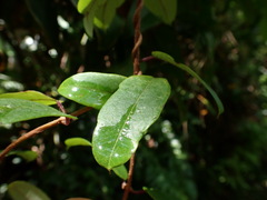 Cryptolepis sinensis