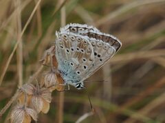 Polyommatus coridon