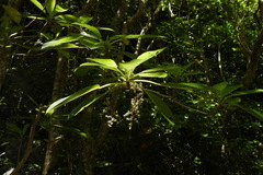 Dendrocnide meyeniana