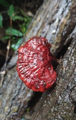 Ganoderma lucidum