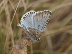 Polyommatus coridon