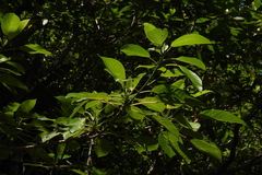 Dendrocnide meyeniana