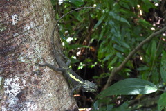 Diploderma swinhonis