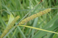Carex acutiformis