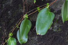 Smilax ocreata