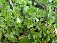 Linnaea borealis longiflora