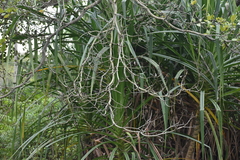 Furcraea foetida