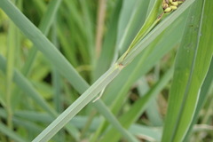 Carex acutiformis