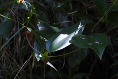 Smilax ocreata