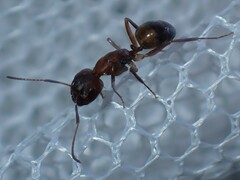 Camponotus subbarbatus