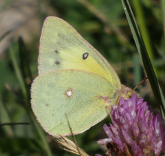 Colias philodice eriphyle