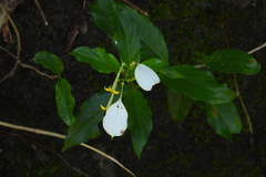 Mussaenda formosanum